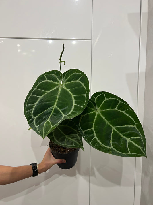 Anthurium crystallinum