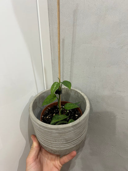 Epipremnum pinnatum yellow mint variegated