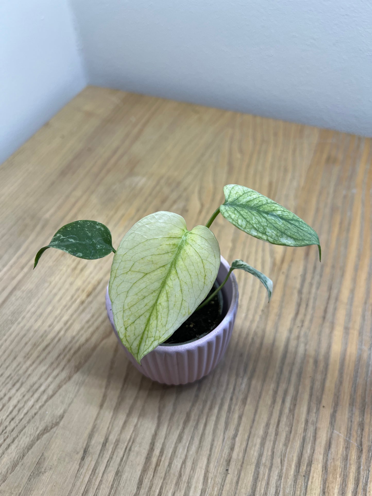 Monstera del. mint