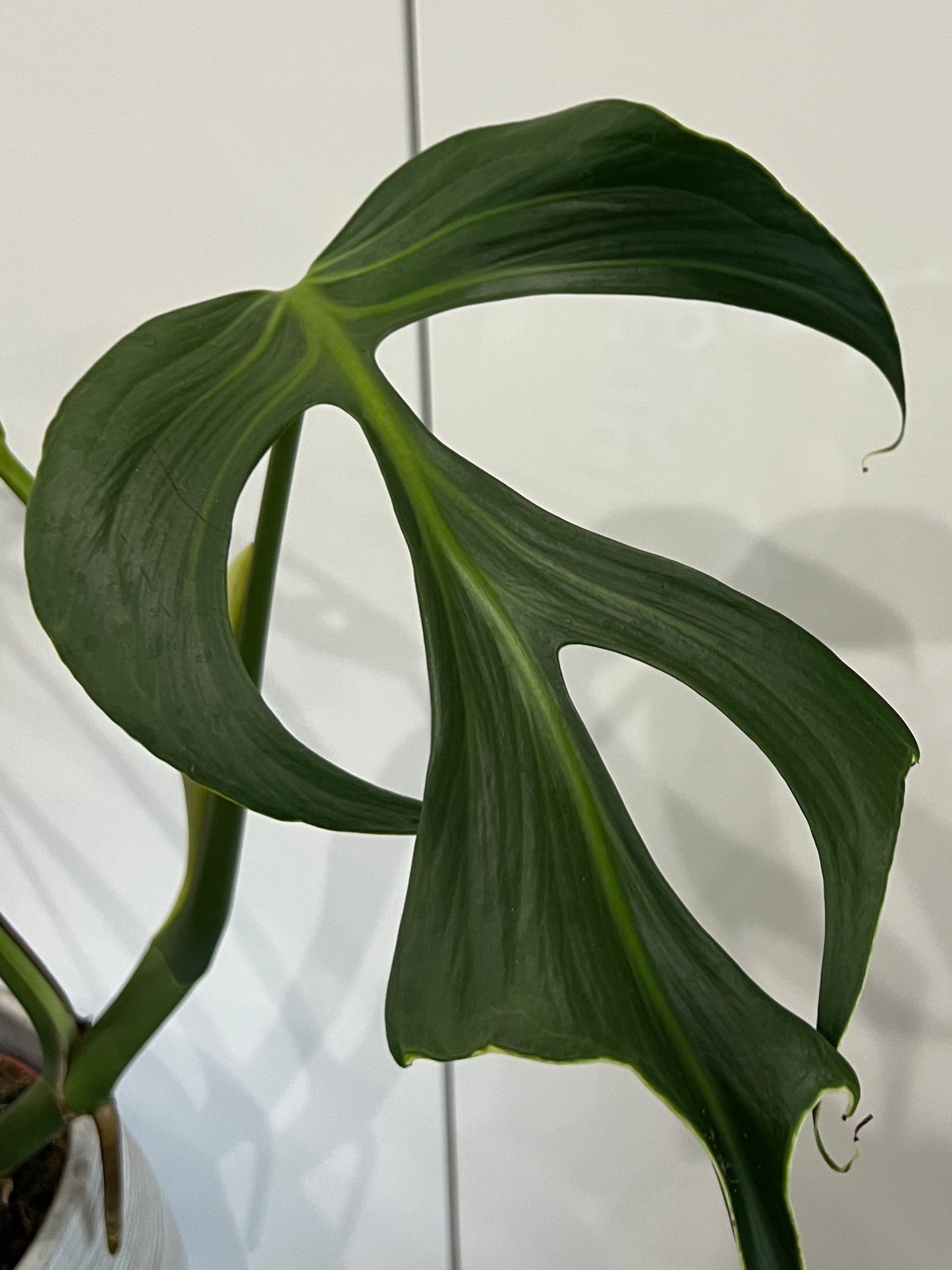Monstera burle marx flame