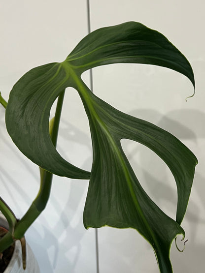 Monstera burle marx flame