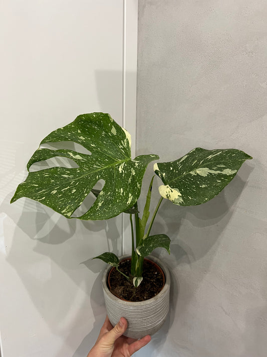 Monstera thai constellation