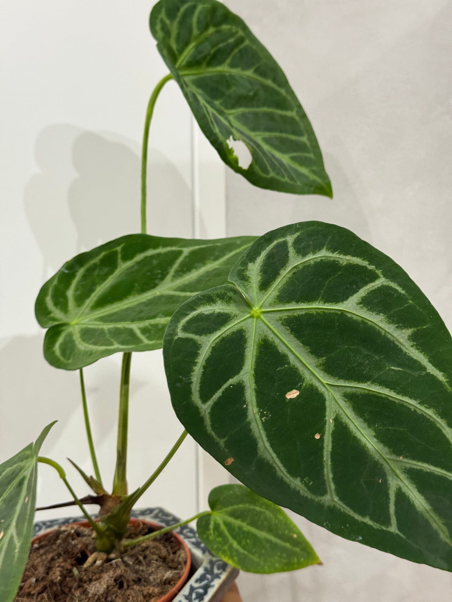 Anthurium magnificum 2