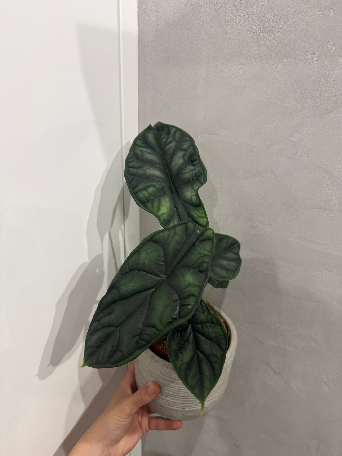 Alocasia Dragon Scale