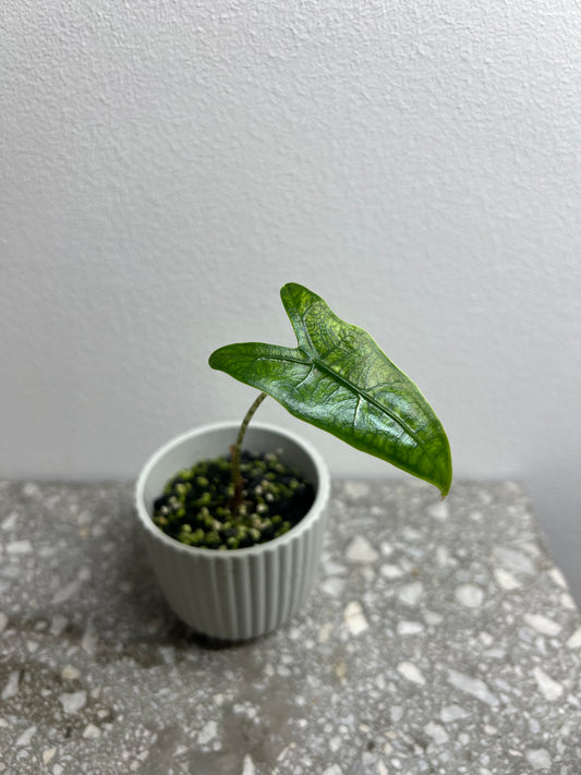 Alocasia reticulata
