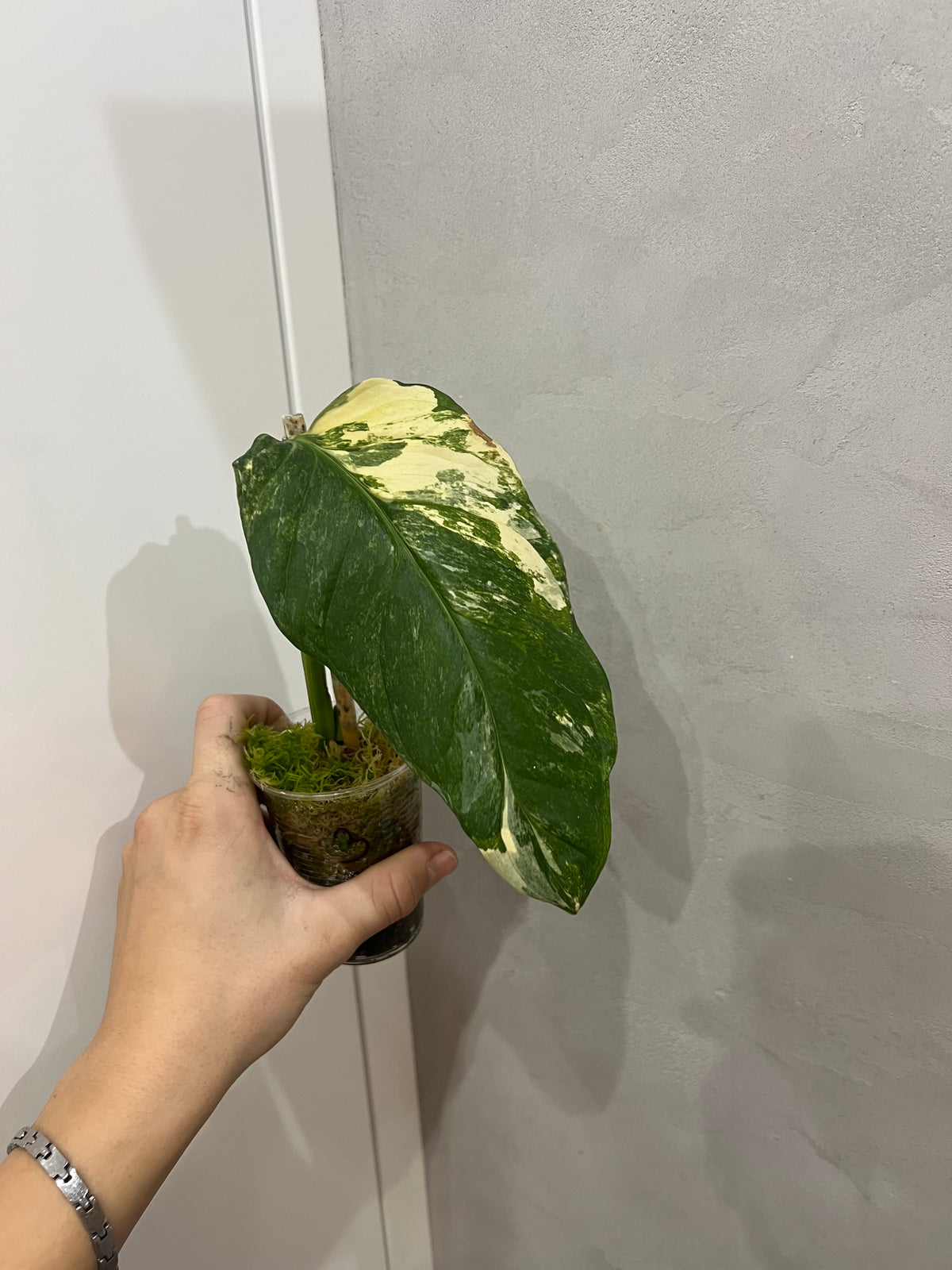 Monstera Obliqua Mayuna variegated