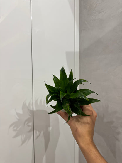 Dracena