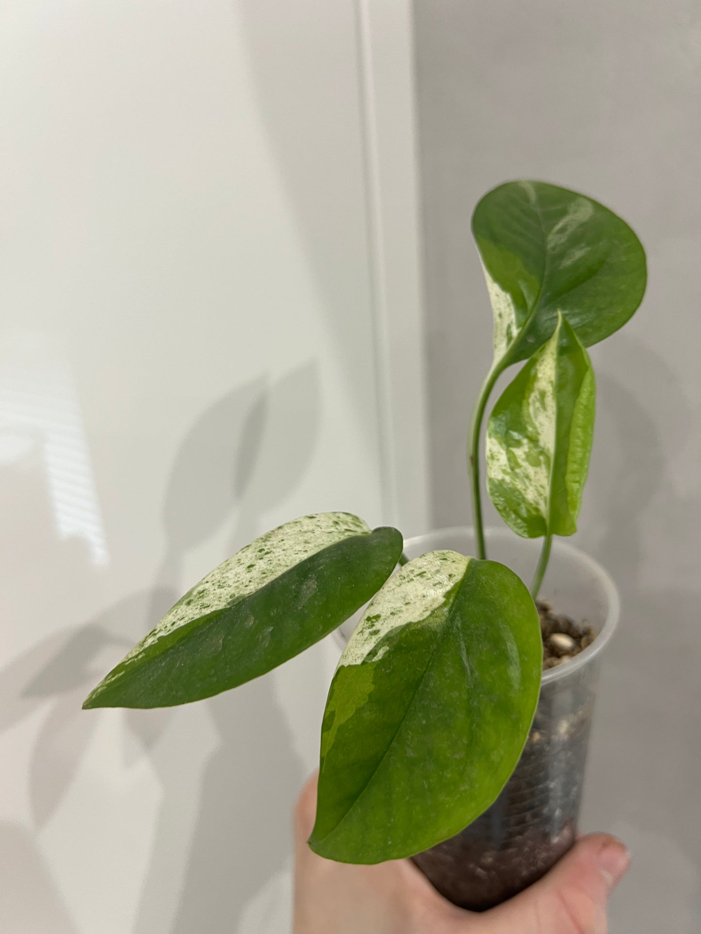 Epipremnum pinnatum marble variegated