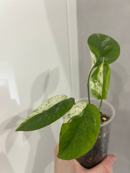 Epipremnum pinnatum marble variegated