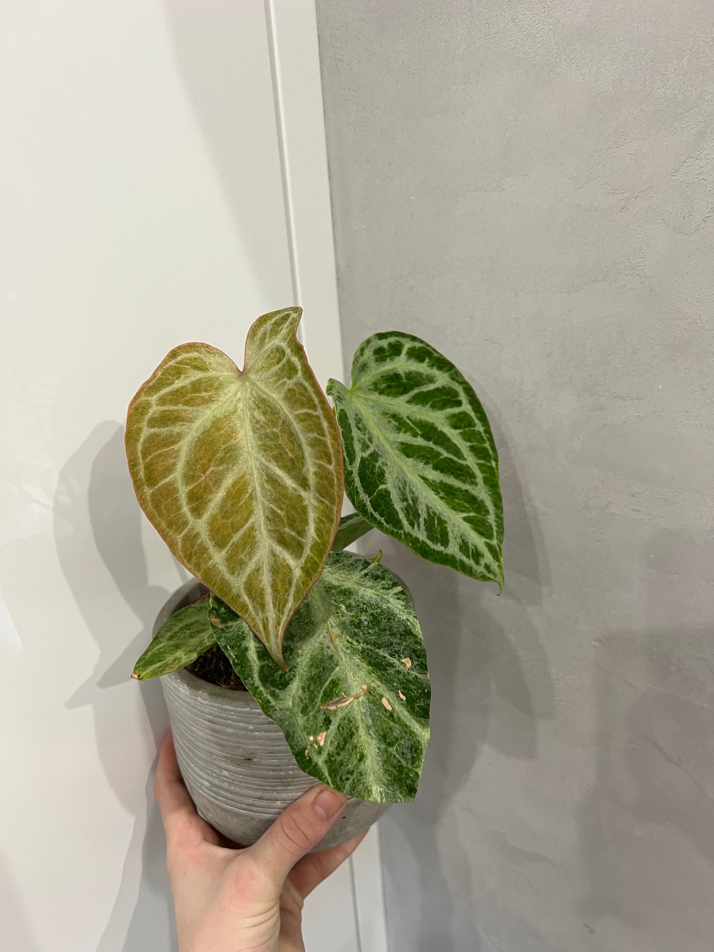 Anthurium Silver Blush Mint