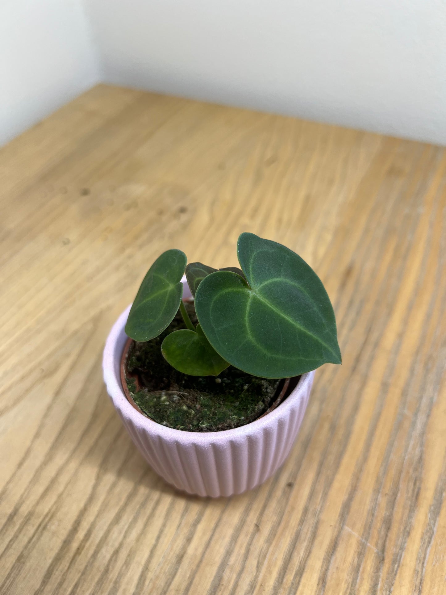 Anthurium clarinervium