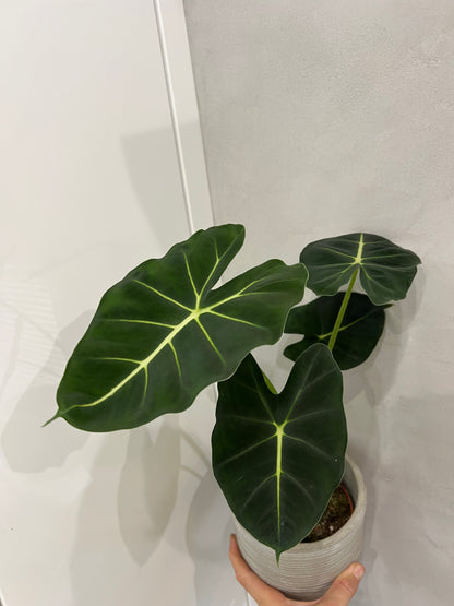 Alocasia frydek round form