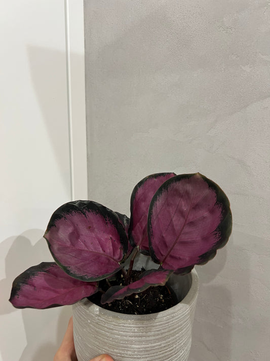 Calathea roseoptica
