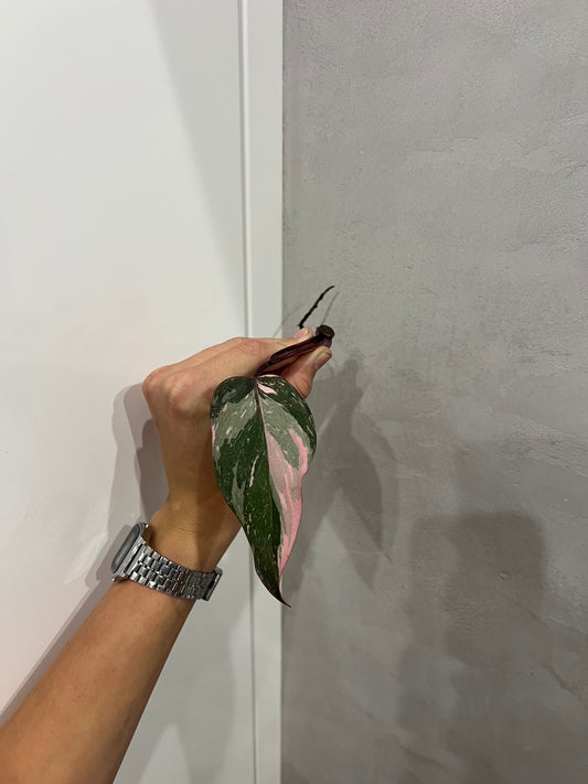 Philodendron pink princes