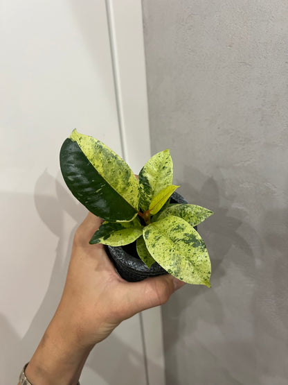 Ficus elastica ‘Shivereana’
