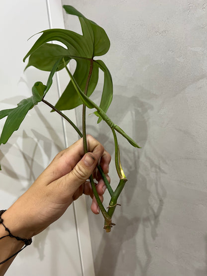 Philodendron florida ghost (vrchol)