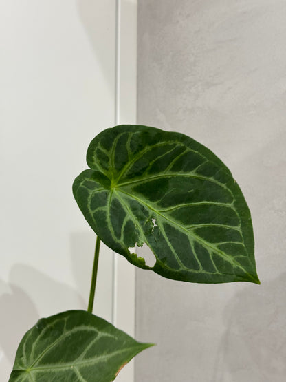 Anthurium magnificum 2