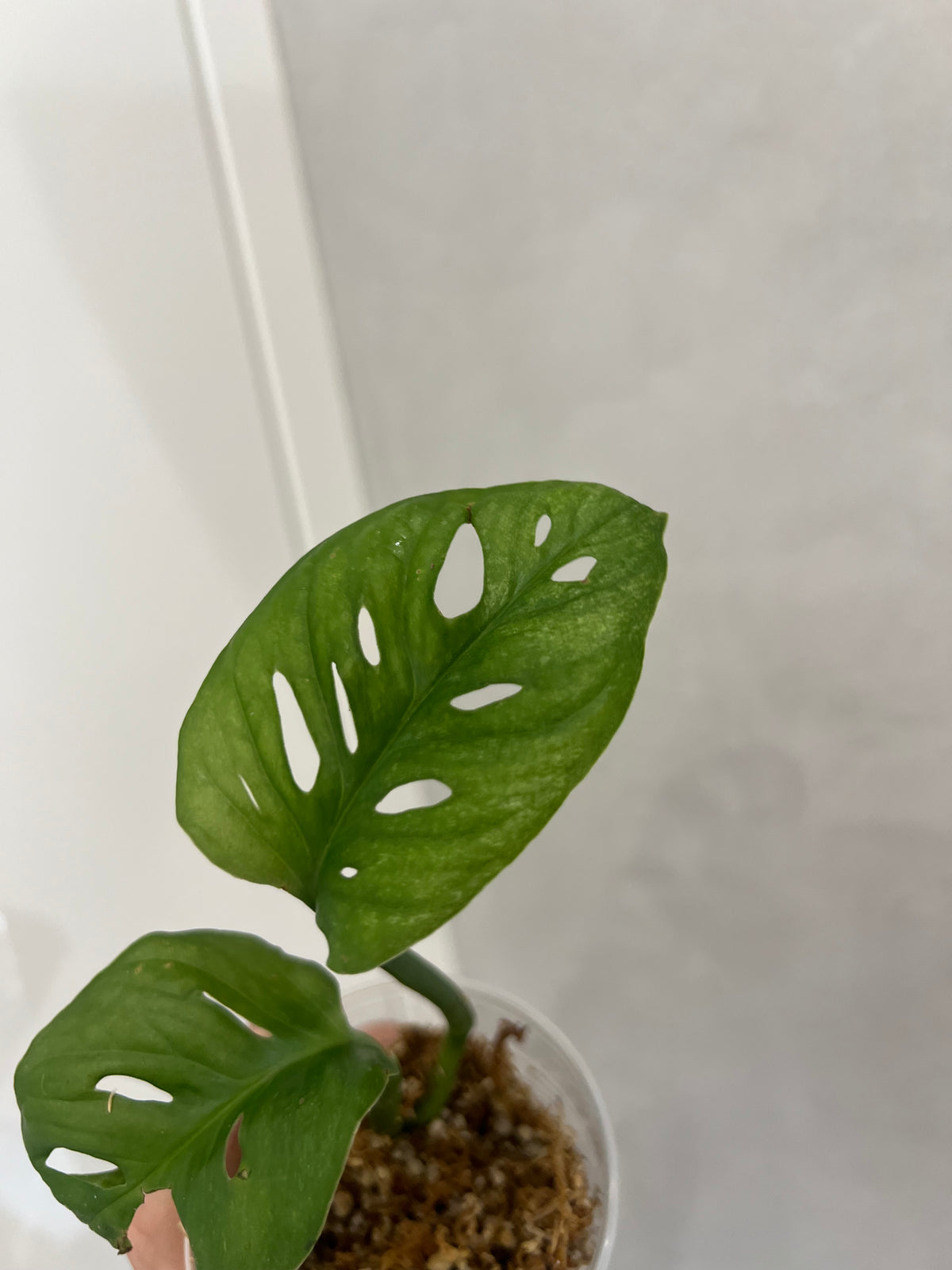 Monstera adansonii mint