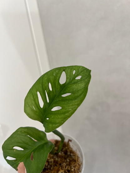 Monstera adansonii mint