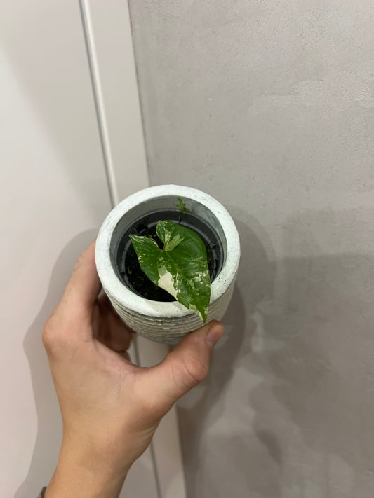 Syngonium albo