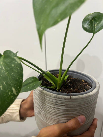 Monstera thai constellation
