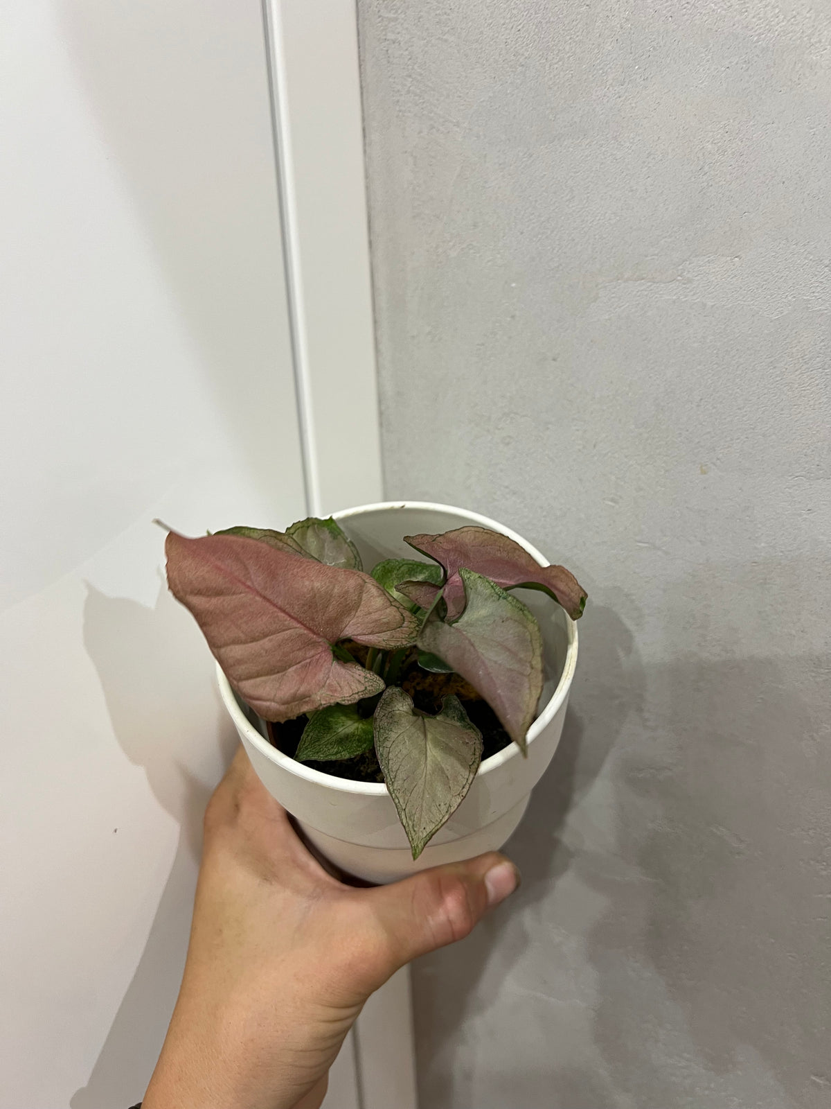 Syngonium Pink Perfection