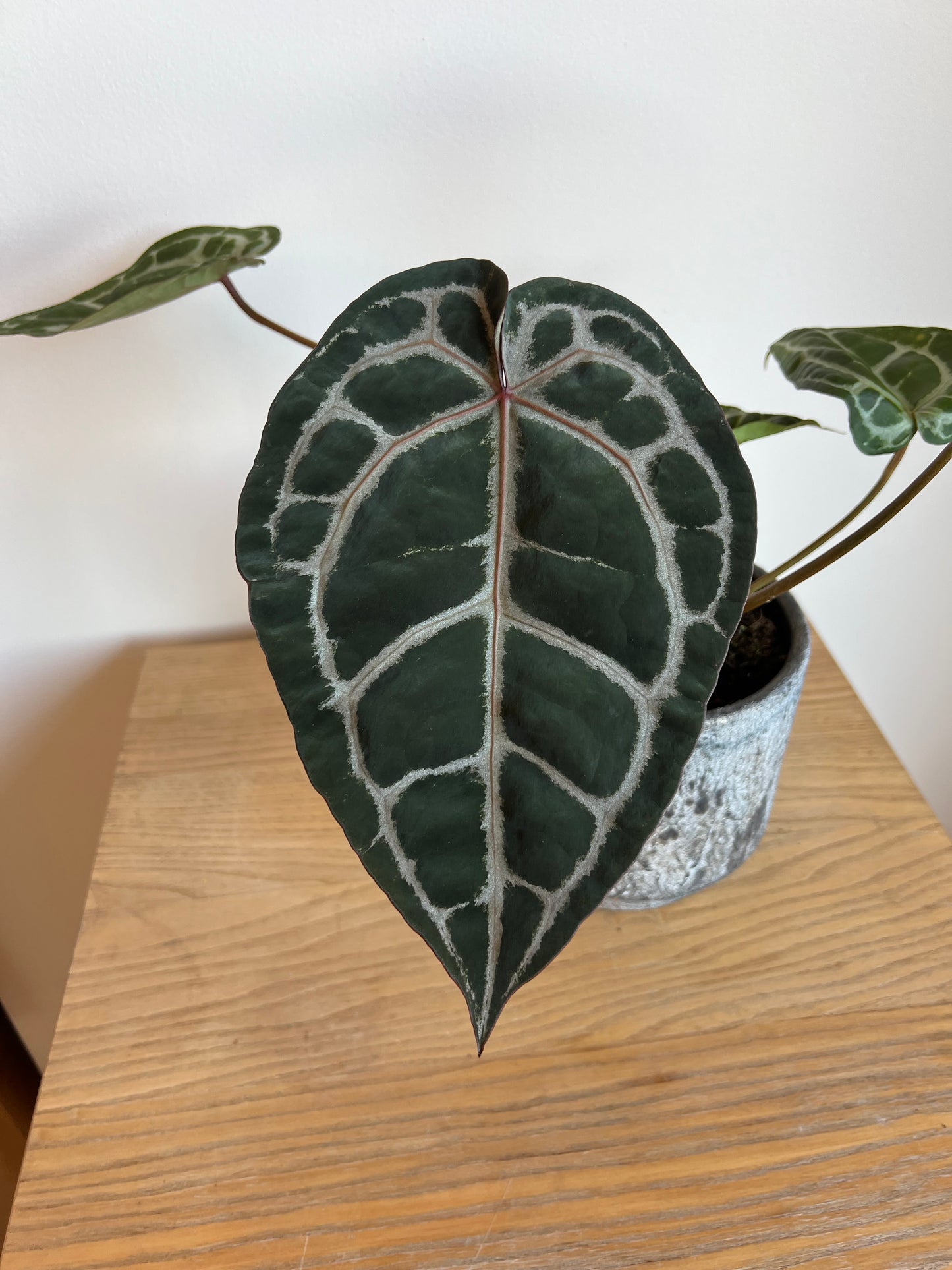 Anthurium michelle