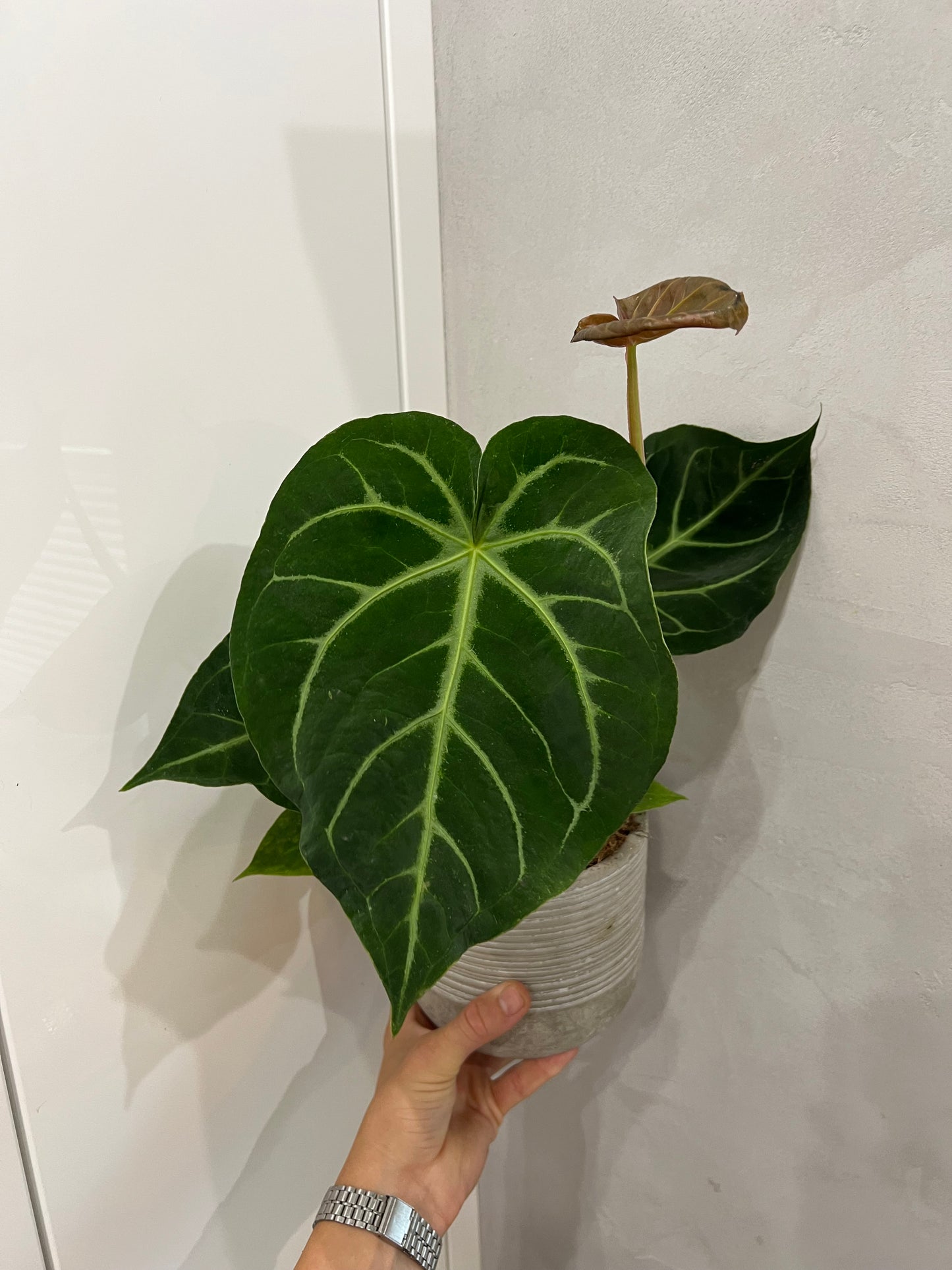 Anthurium magnificum