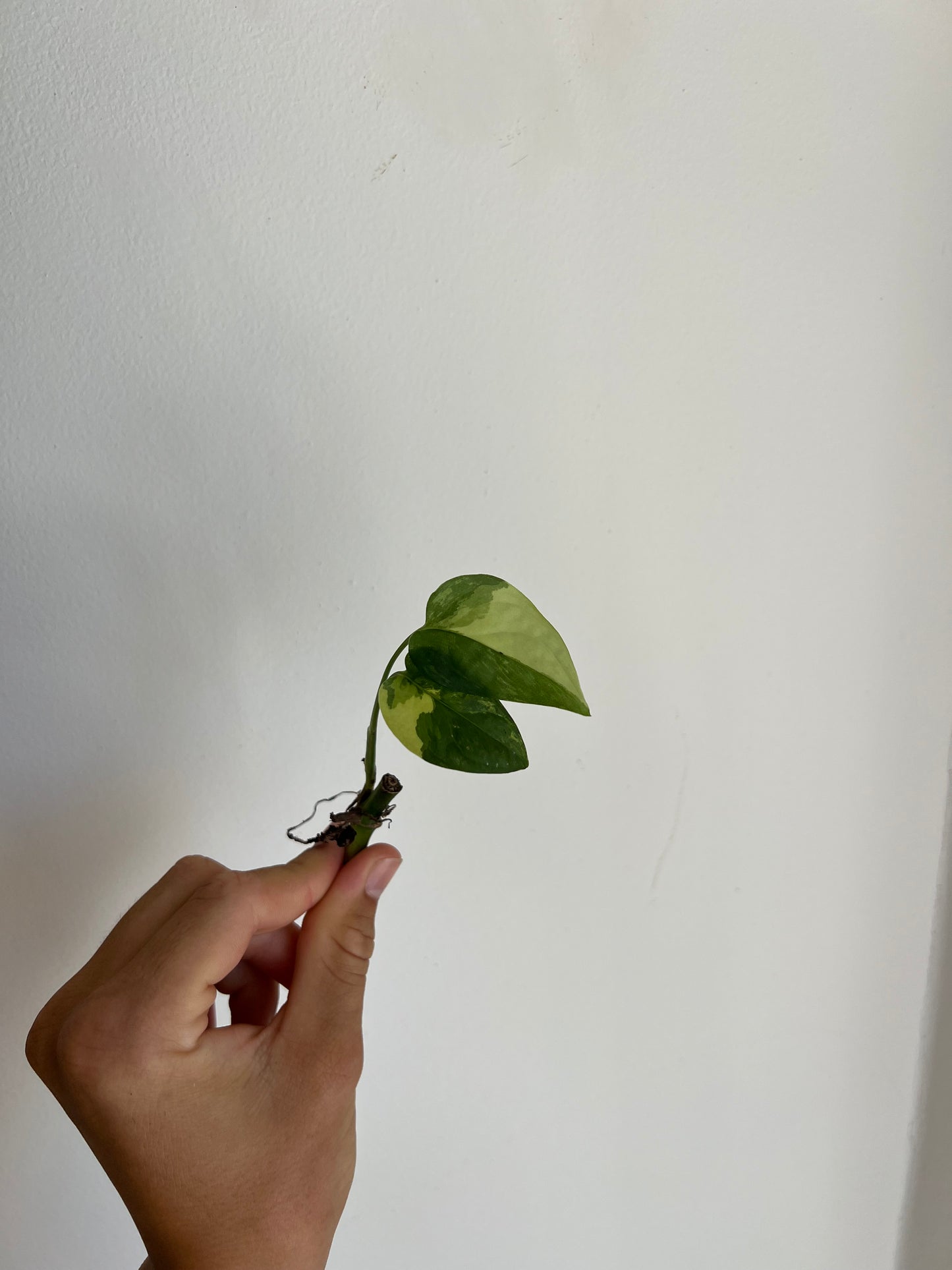 Monstera Obliqua ‘Mayuna’ Variegata