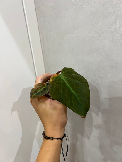 Philodendron micans variegated