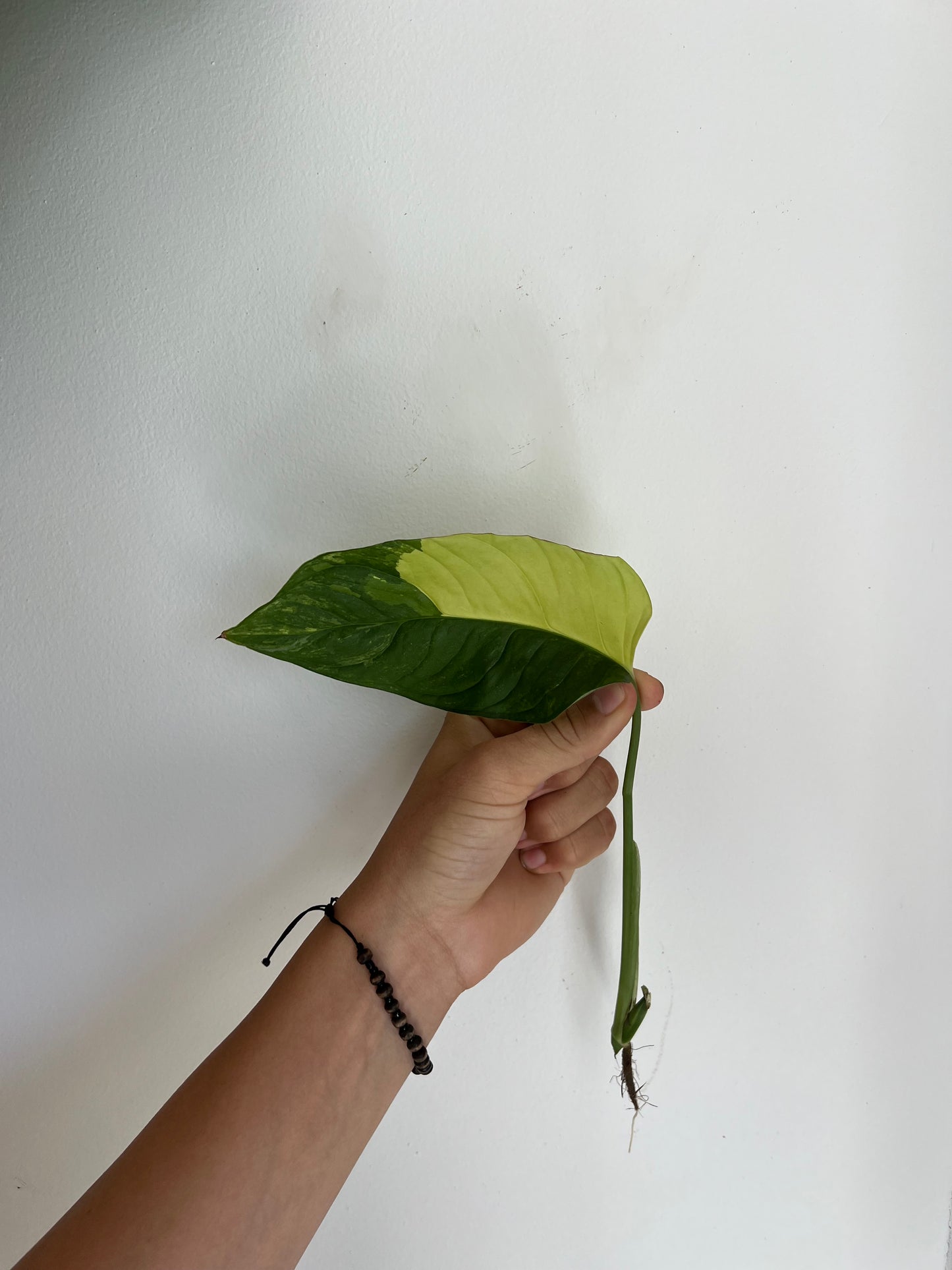 Monstera Obliqua ‘Mayuna’ Variegata