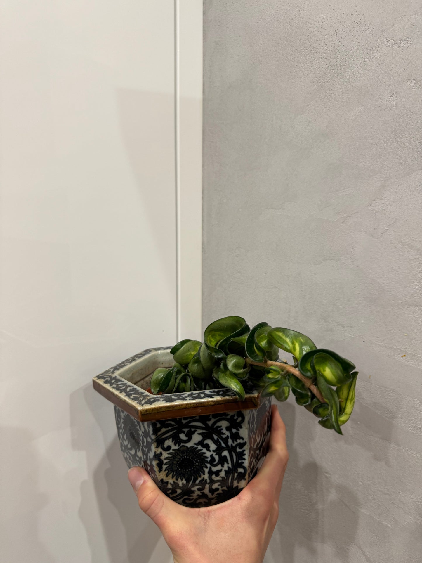 Hoya compacta mauna