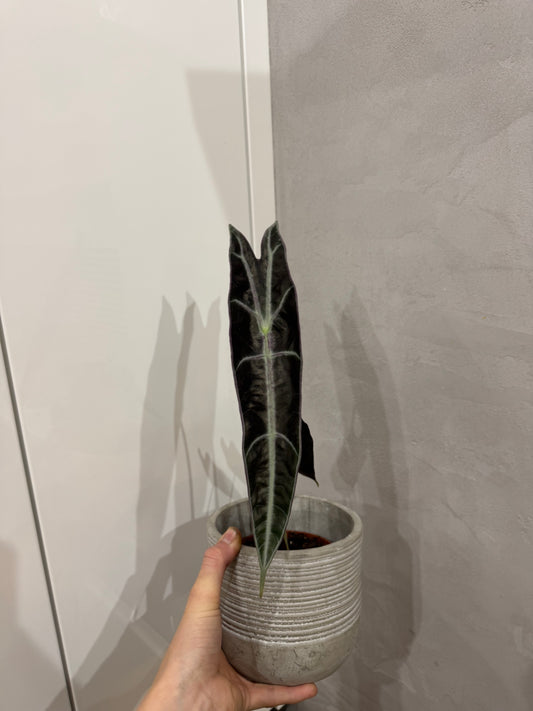 Alocasia longoloba purple