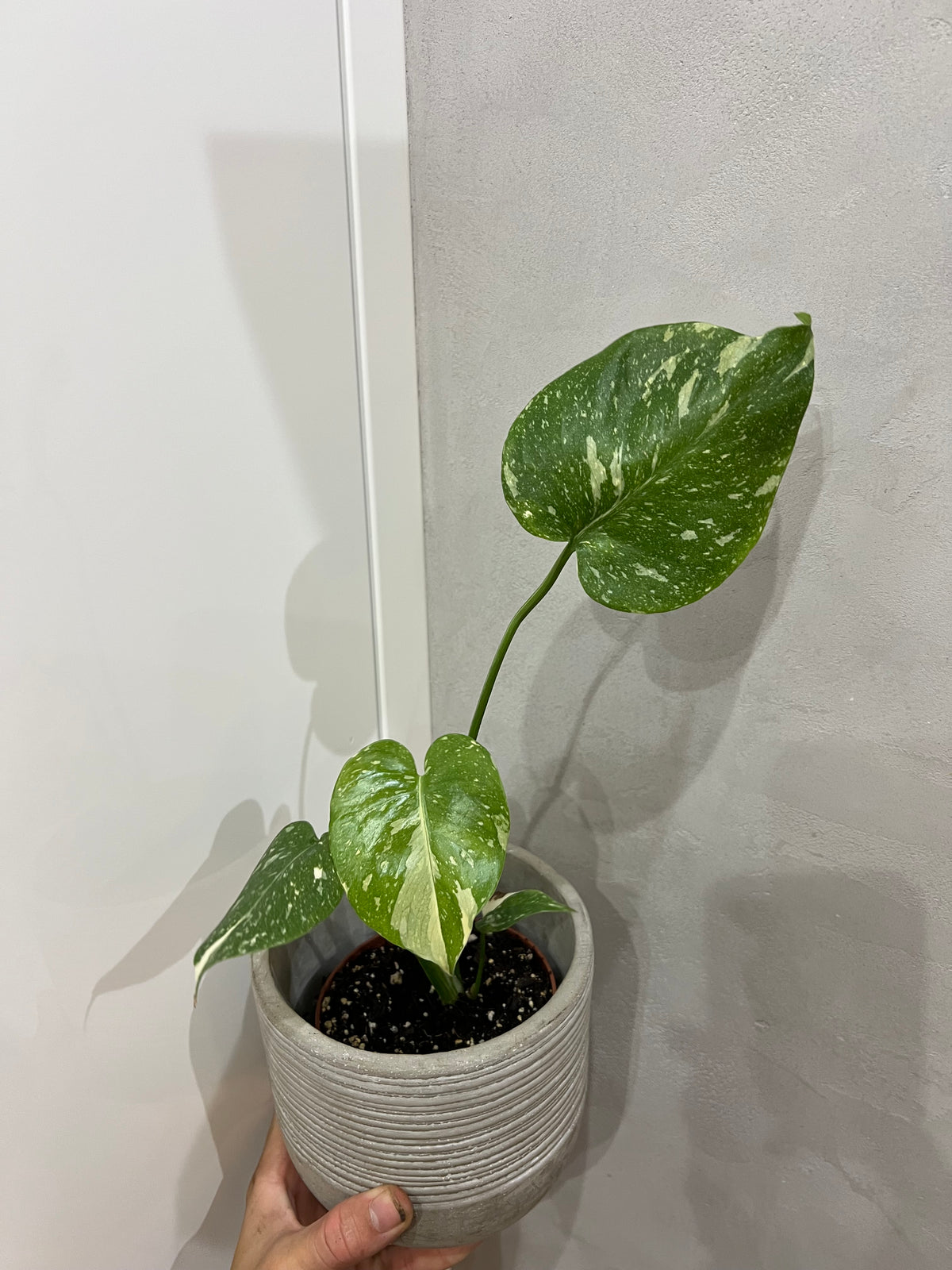 Monstera thai