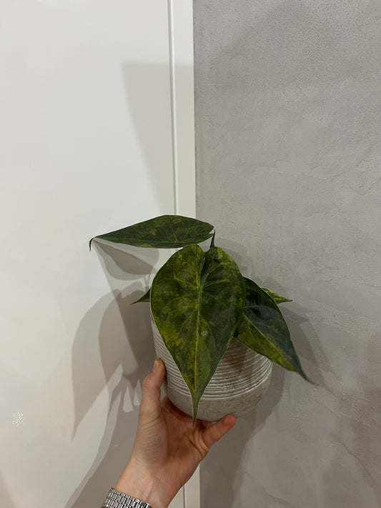 Alocasia wenti aurea