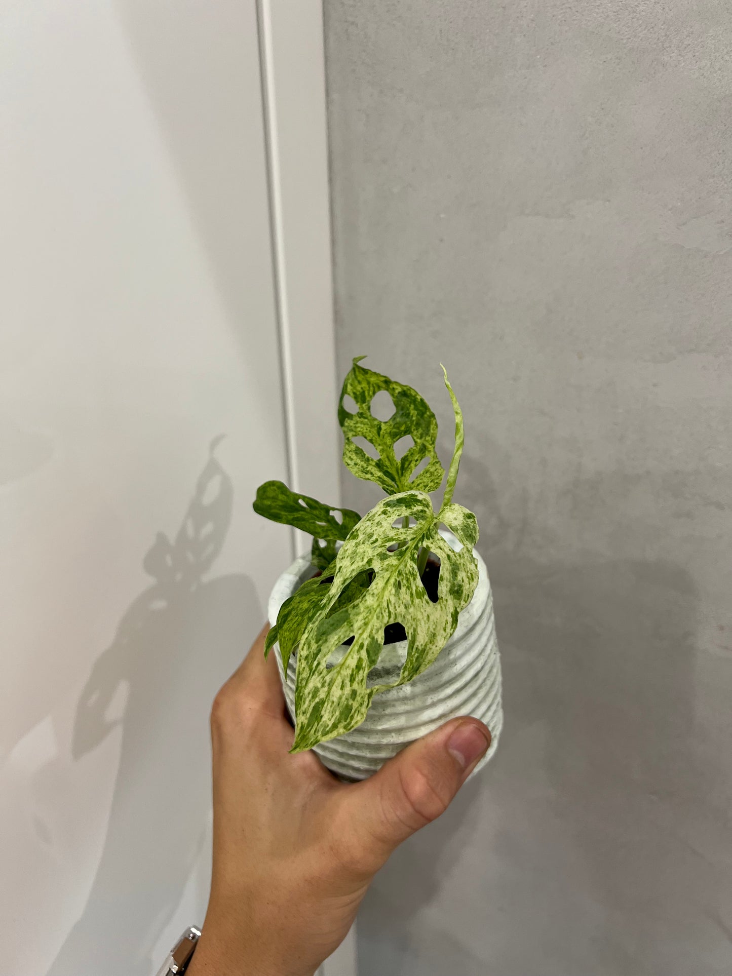 Monstera frozen freckles