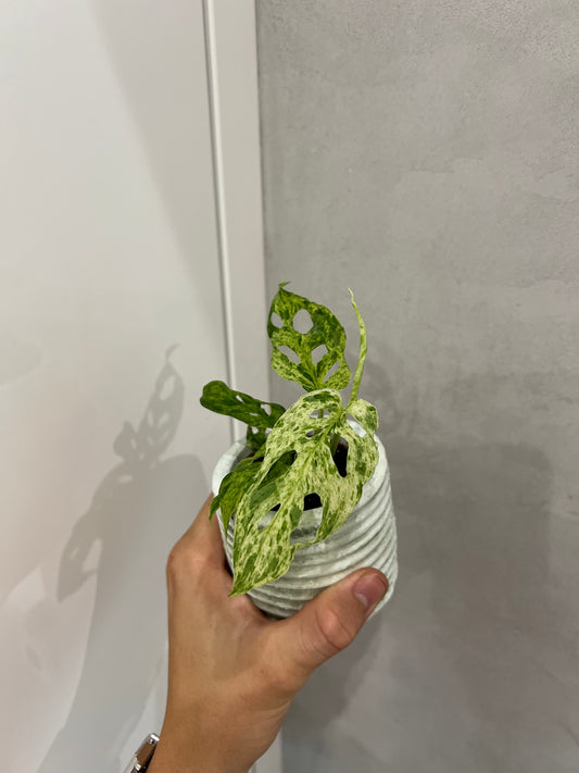 Monstera frozen freckles
