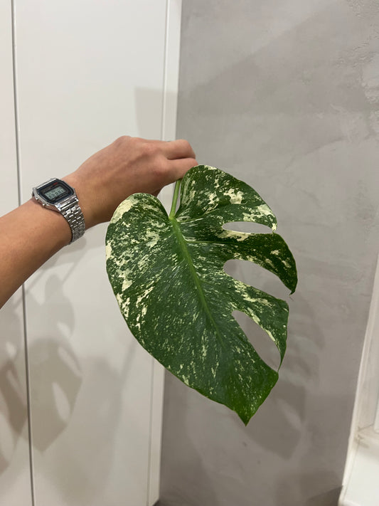 Monstera del mint