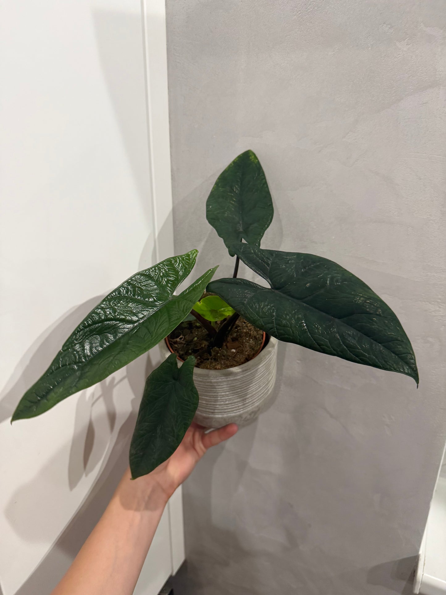 Alocasia scalprum