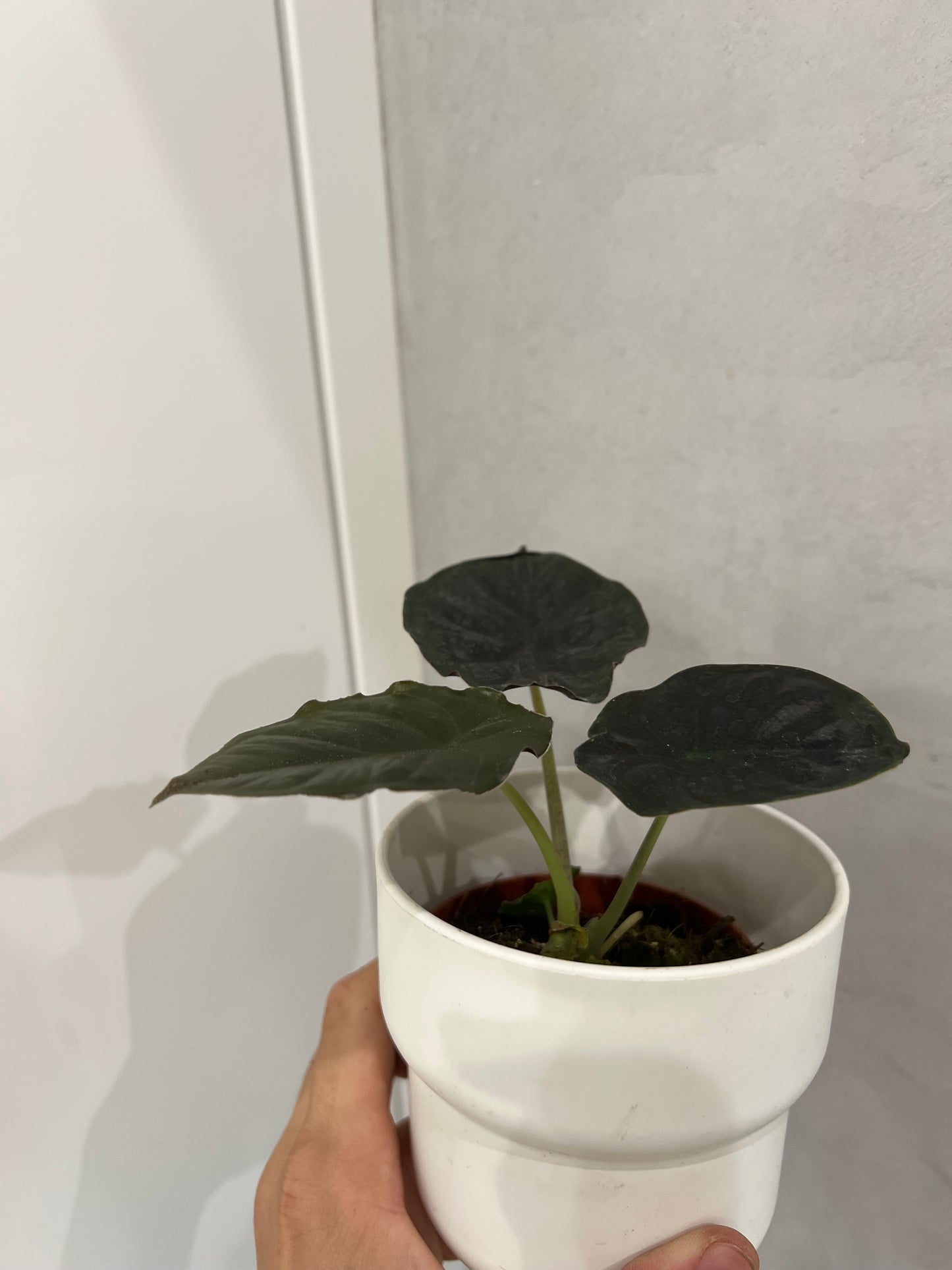 Alocasia infernalis black magic