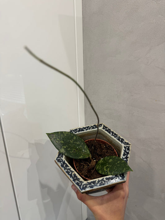 Hoya Aff Vitellina