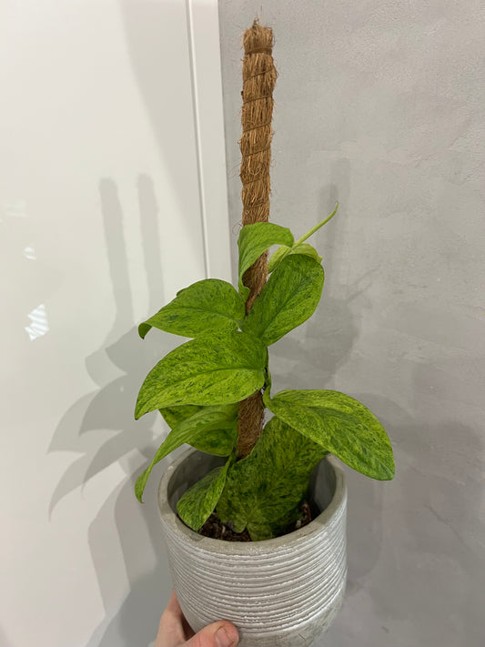 Rhaphidophora Korthalsii Marble Aura