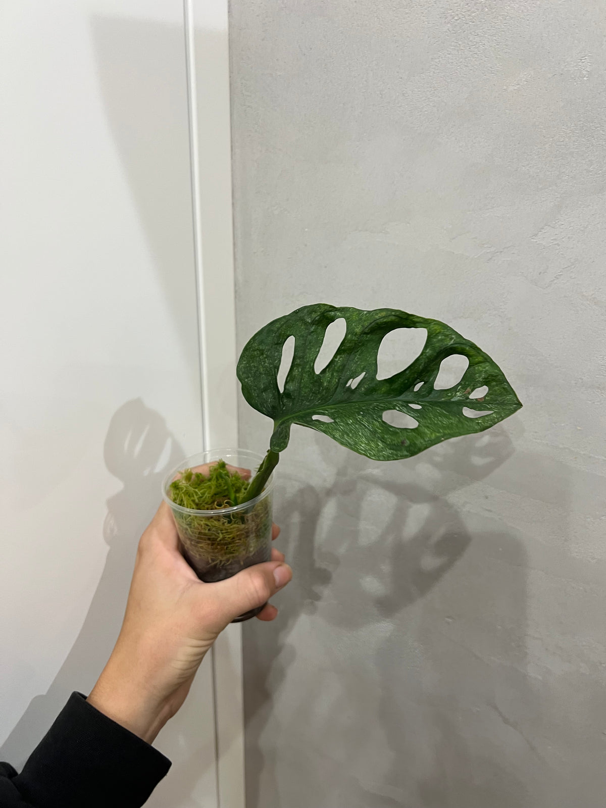 Monstera adansonii mint variegated