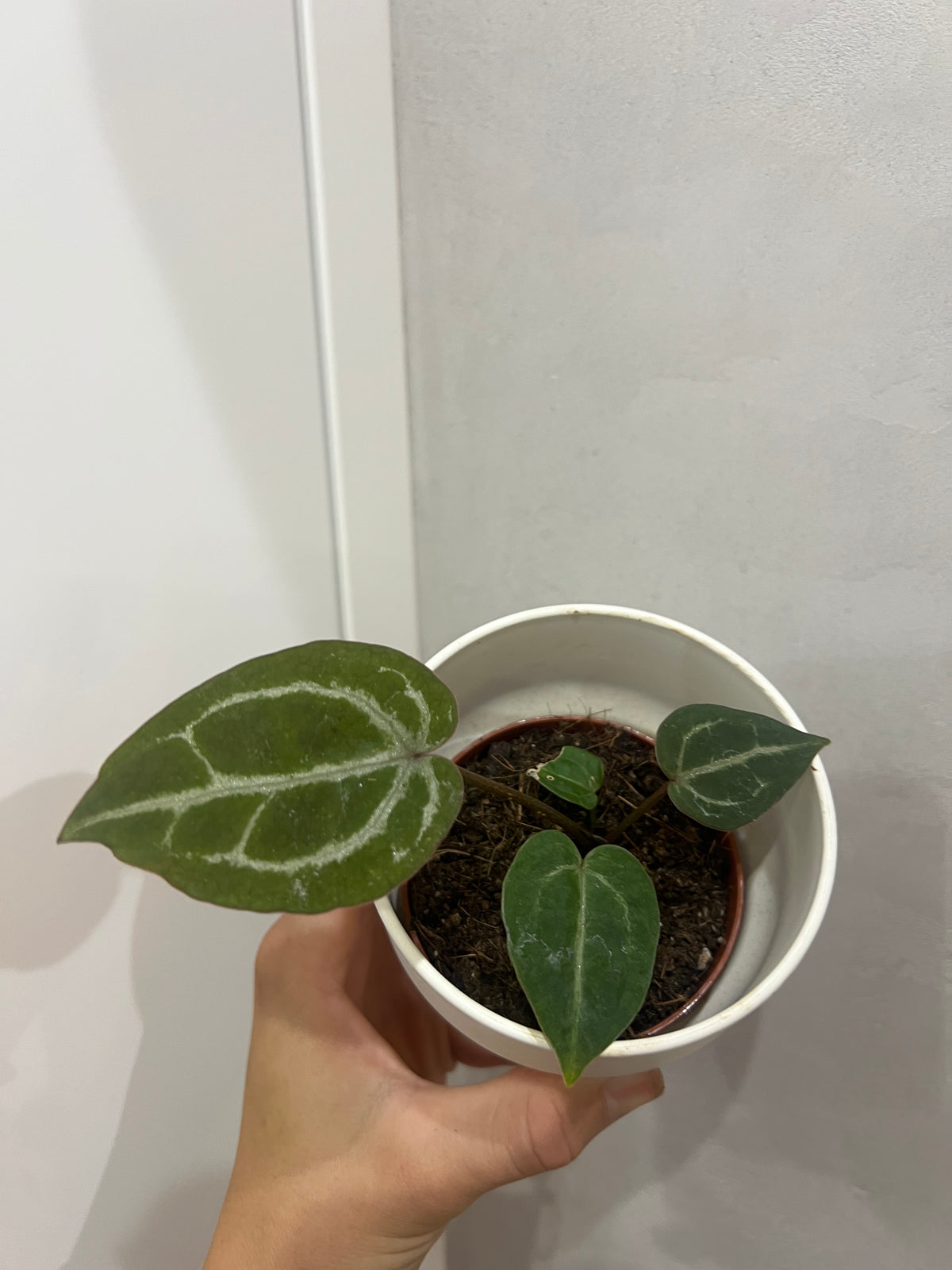 Anthurium Red Crystallinum