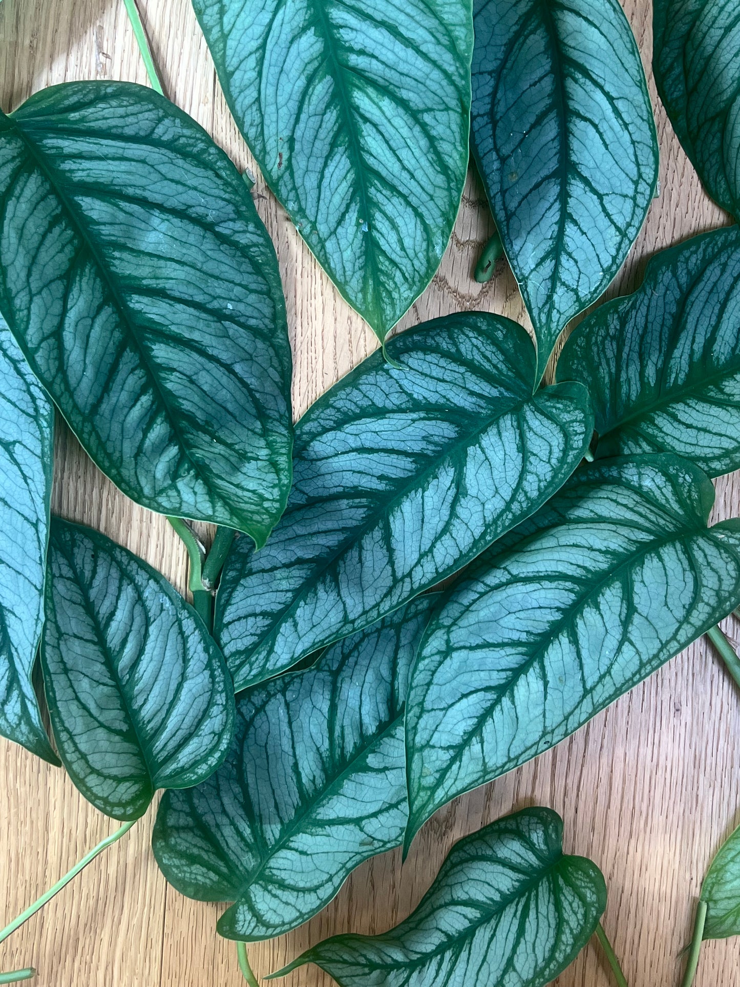 Monstera siltapecana el salvador(náhodný výběr)