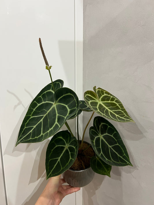 Anthurium clarinervium