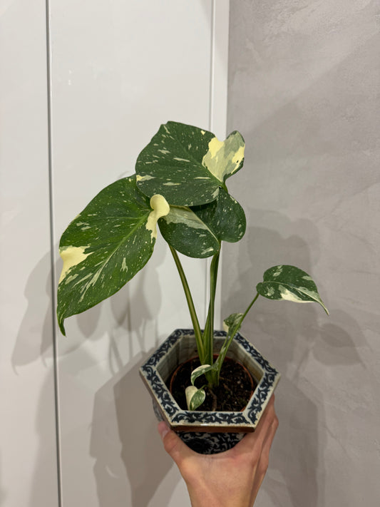 Monstera thai