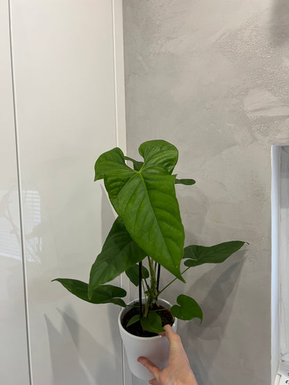 ANTHURIUM BALAOANUM