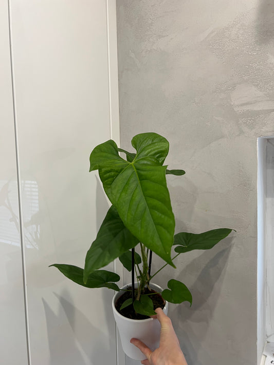 ANTHURIUM BALAOANUM
