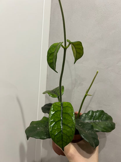HOYA VILLOSA